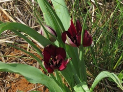 Tulipa cypria