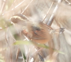 Melanopareia elegans