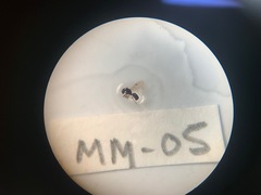 Technomyrmex jocosus