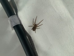 Zoropsis spinimana