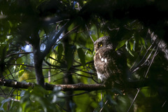 Glaucidium capense