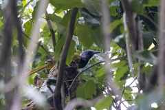 Hypergerus atriceps