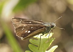 Hesperiidae