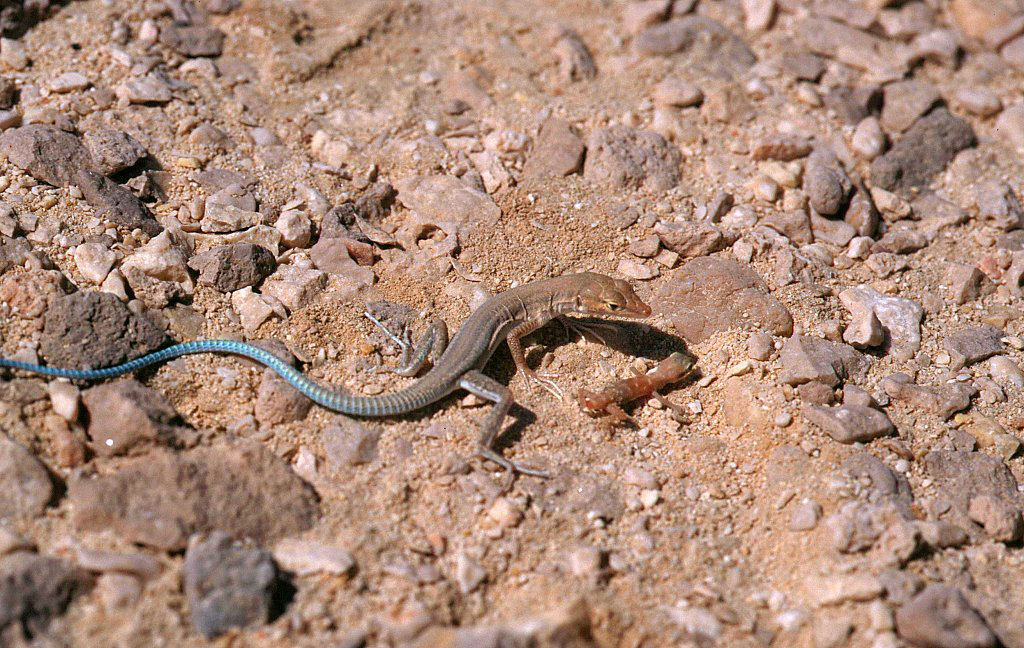 Ayun Sand Lizard