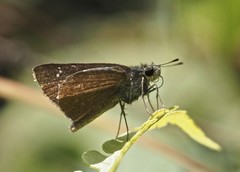 Hesperiidae