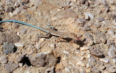 Ayun Sand Lizard photo 4