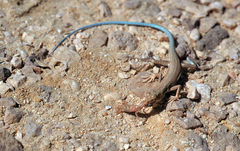 Ayun Sand Lizard photo 5