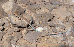 Ayun Sand Lizard photo 3