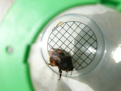 Bombus lucorum