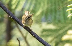 Phylloscopus examinandus