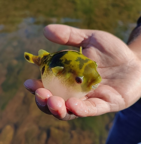 Ocellated pufferfish (Leiodon cutcutia) — Tetraodontidae — 2