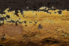 Phlebiodontia subochracea