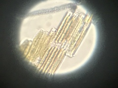 Bacillaria paxillifera