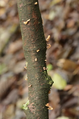 Macrotyphula contorta