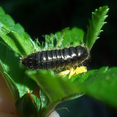 Lagria villosa