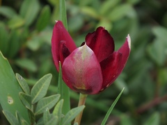 Tulipa cypria