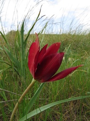 Tulipa cypria
