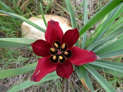 Tulipa cypria