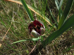 Tulipa cypria