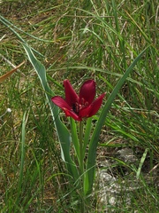 Tulipa cypria