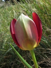 Tulipa cypria