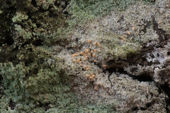 Paranectria oropensis