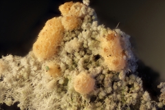 Paranectria oropensis