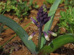 Bellevalia trifoliata