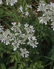 Tordylium aegyptiacum