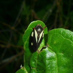 Deois pseudoflavopicta