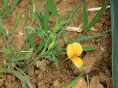 Lathyrus gorgonei