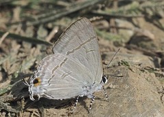Hypolycaena erylus