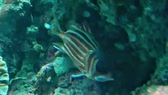 Sargocentron diadema