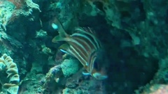 Sargocentron diadema