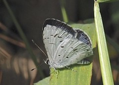Hesperiidae
