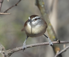 Cantorchilus superciliaris