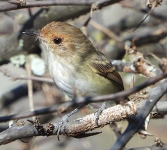 Euscarthmus fulviceps