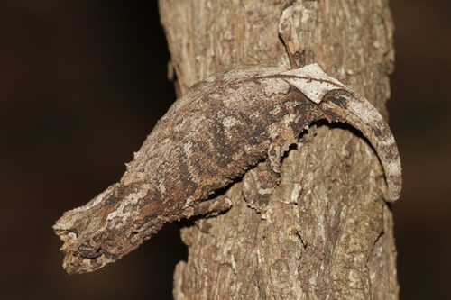 Brygoo's Leaf Chameleon