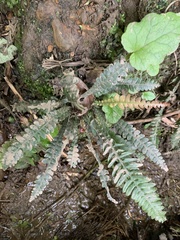 Blechnum mochaenum
