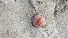 Glycymeris glycymeris