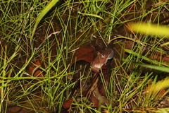 Litoria balatus