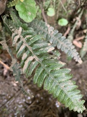 Blechnum mochaenum