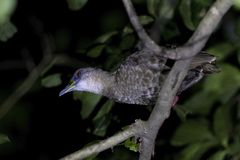 Himantornis haematopus