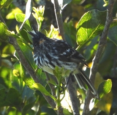 Anairetes nigrocristatus