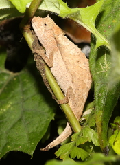 Palleon nasus