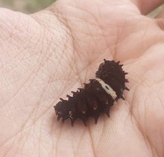 Pachliopta adamas