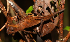 Brookesia