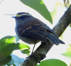 Silvicultrix jelskii