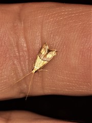 Crocanthes prasinopis