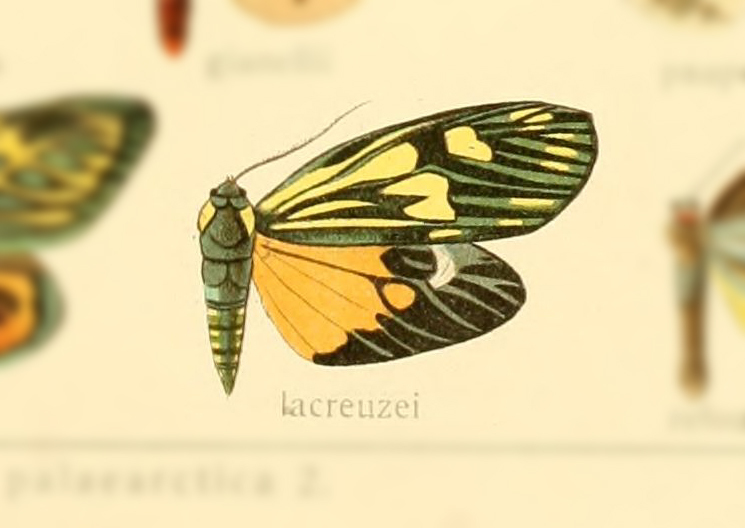 Soritia lacreuzei